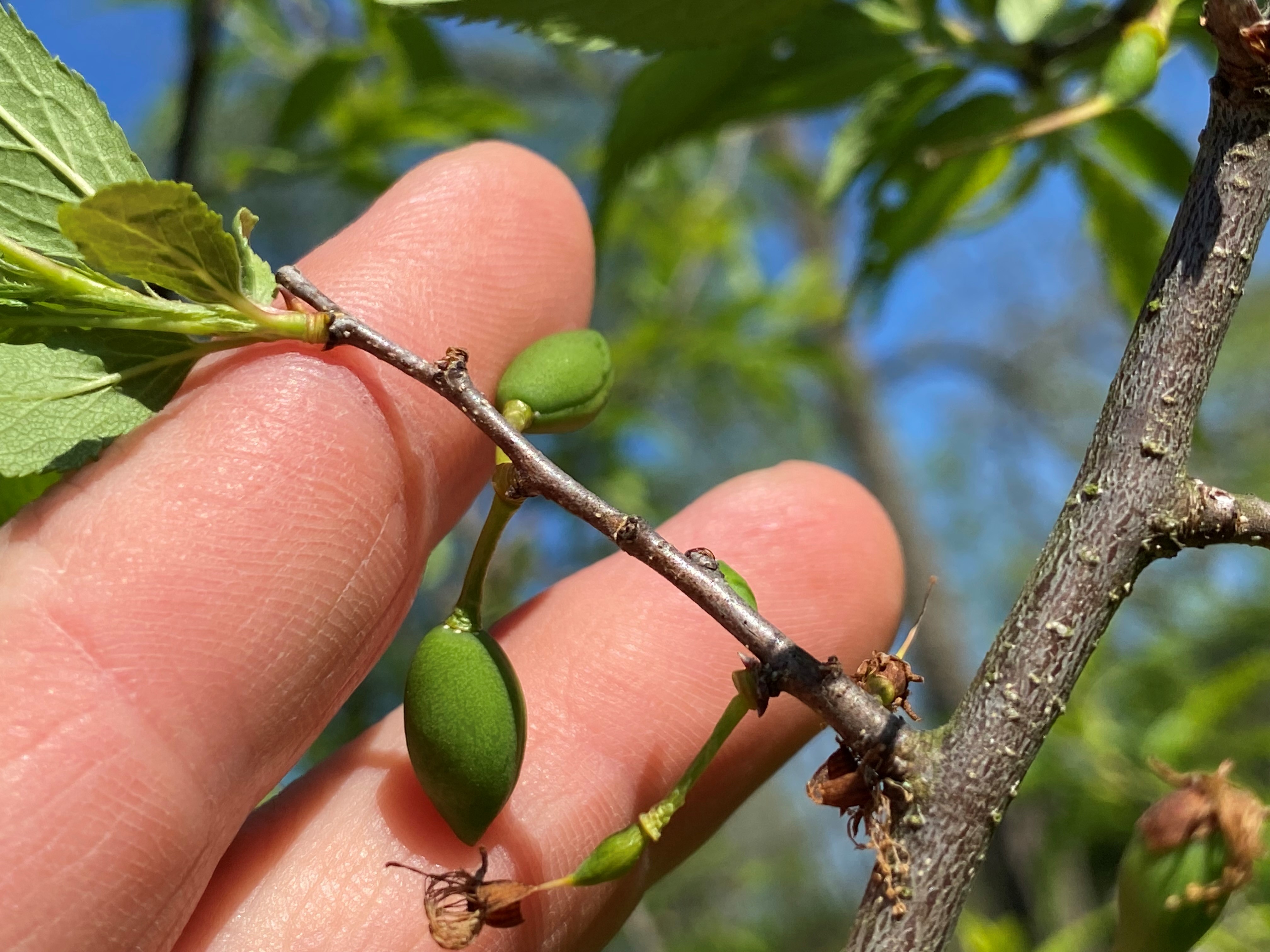 Two fingers lay behind two tiny native plum fruits, showing them off for the camera. The sky is blue in the background and the plums are still attached to their tree.